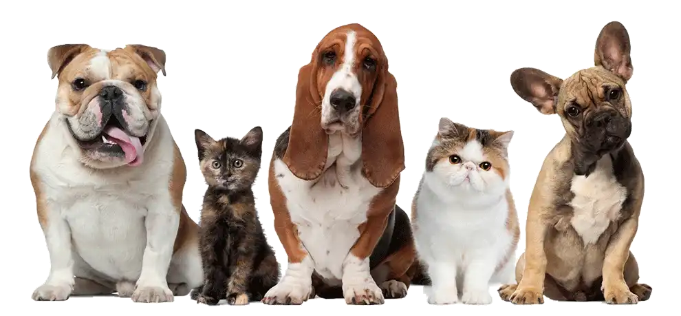 Pets and Supplies